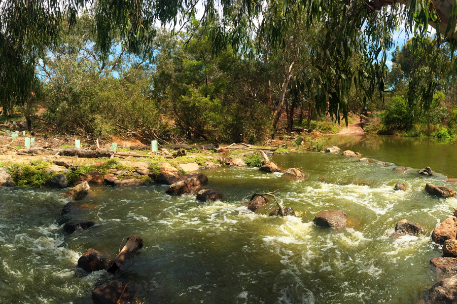 Fishway along the Lower Werribee River