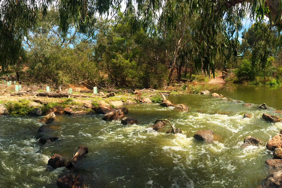 Fishway along the Lower Werribee