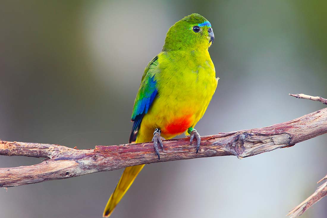 Adult Orange-bellied Parrot