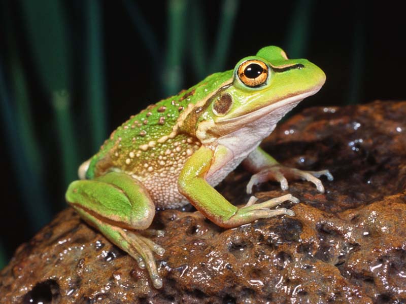 Growling Grass Frog