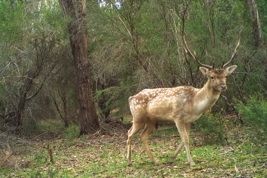 Fallow deer (Dama dama) are one of four species of deer that have established wild populations in the region. Credit: Ami Bennett 