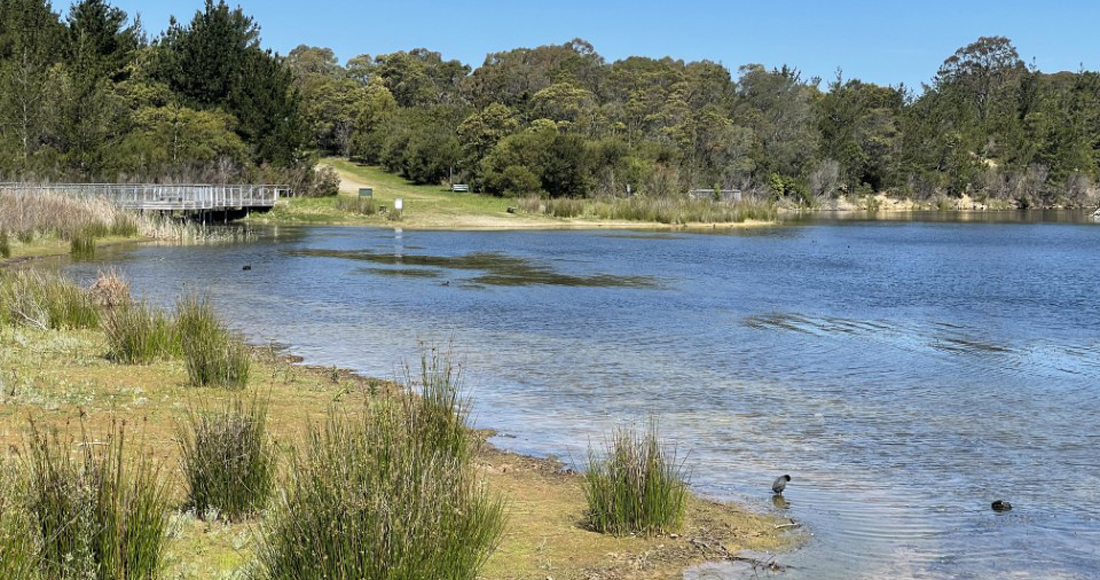 Reservoir of ducks in lake with grass and trees surrounding water