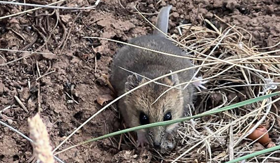 A fat-tailed Dunnart