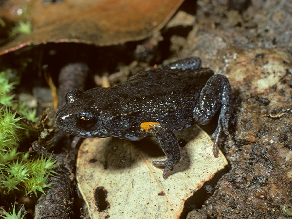 Brown Toadlet (Pseudophryne bibroni). Credit: Peter Robertson