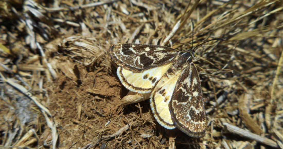 Golden Sun Moth