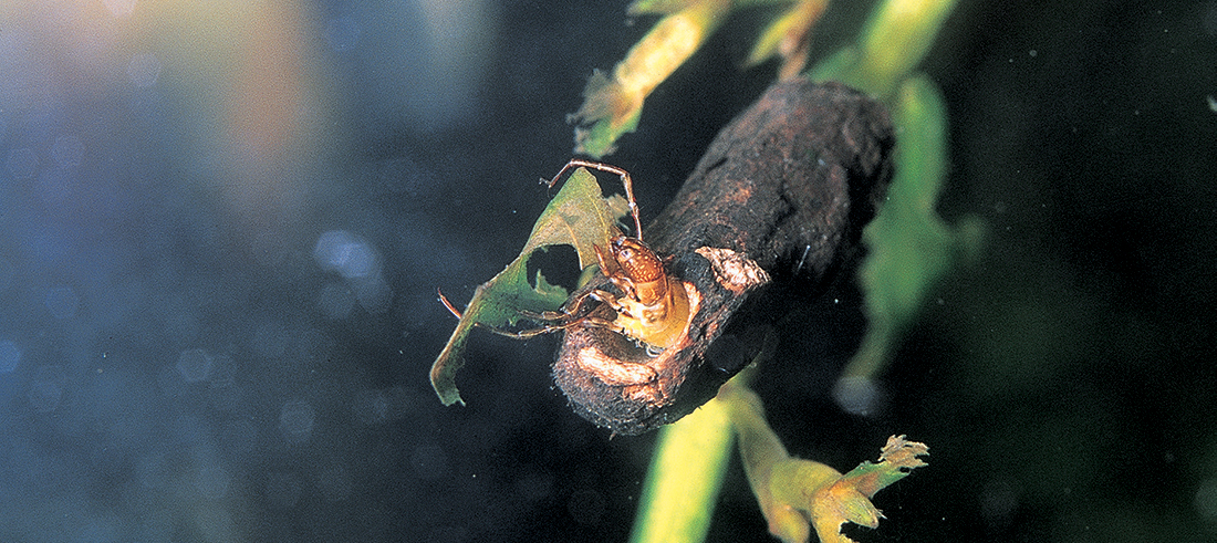Macroinvertebrates like this Leptocerid Caddisfly larva are a key source of food for many fish.