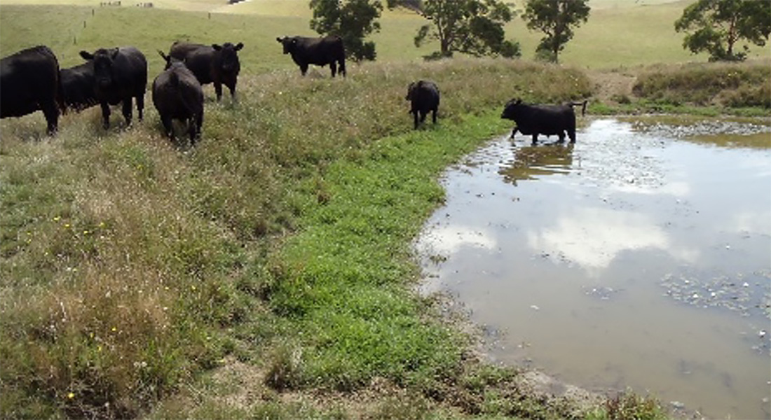 Image of a sad looking dam with livestock in it