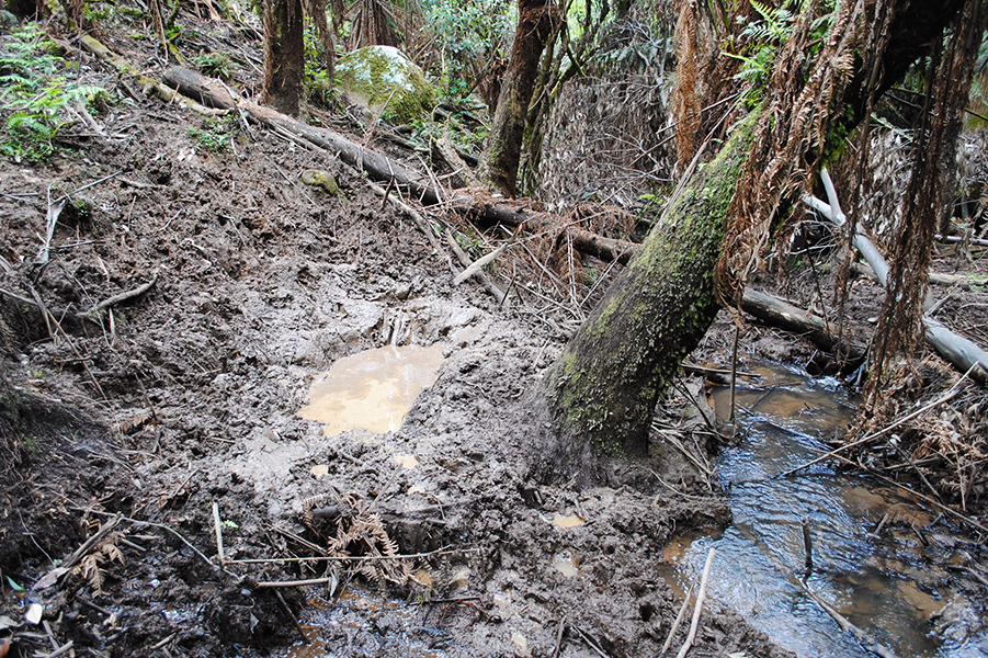 Pugging and wallows are typical of damage made by deer across the region.  