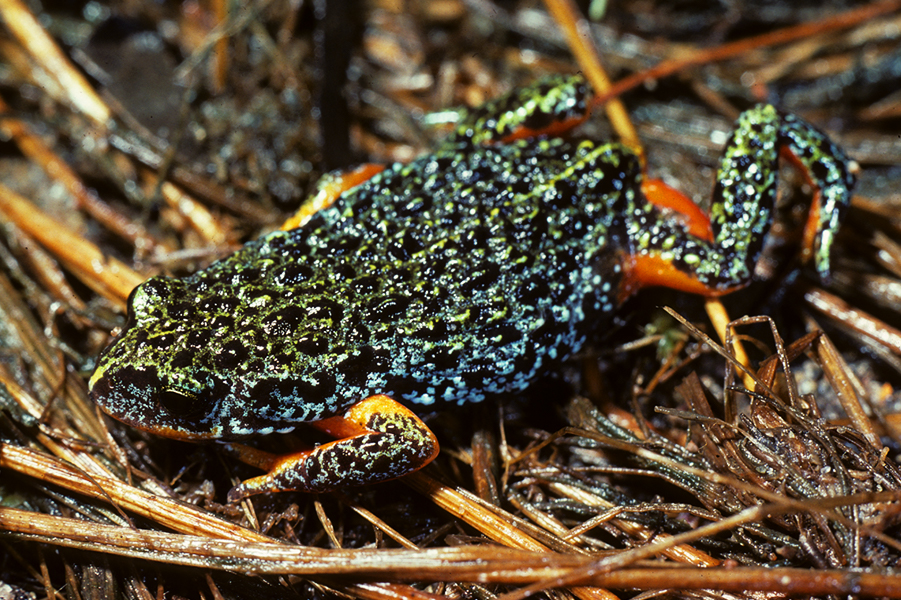 Southern Toadlet. Credit: Peter Robertson