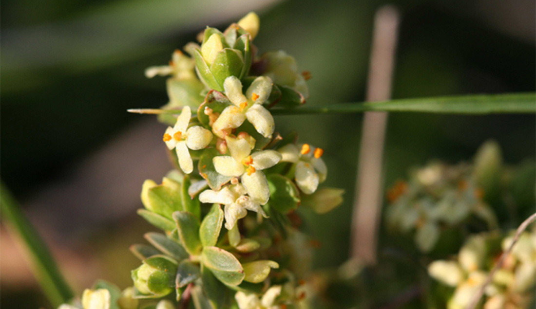Spiny Rice Flower
