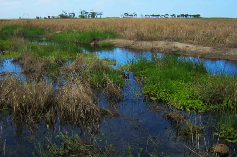 Wyndham Vale Swamp