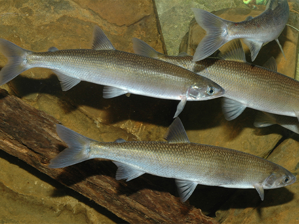 Australian grayling (Prototroctes maraena) Credit: Tarmo A. Raadik