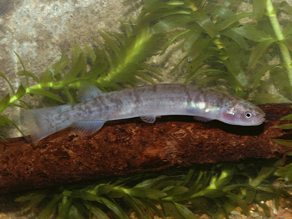 Australian mudfish (Neochanna cleaveri)  Credit: Tarmo A. Raadik