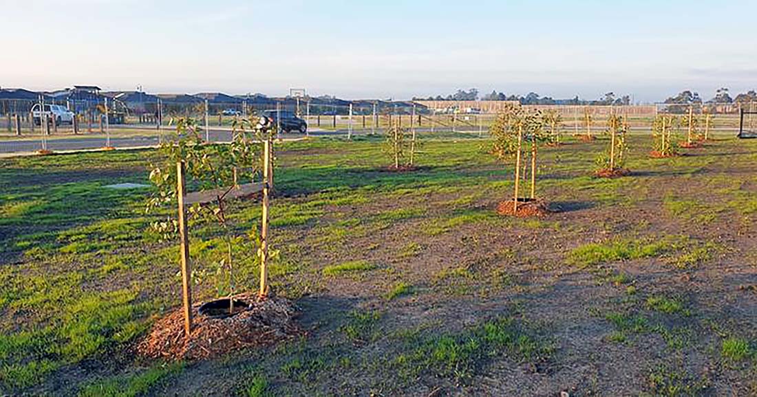 Passive irrigation of trees in Pakenham, Cardinia Shire