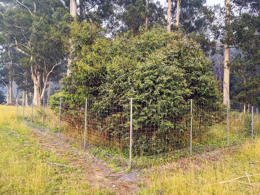 Vegetation that's fenced to protect it from deer
