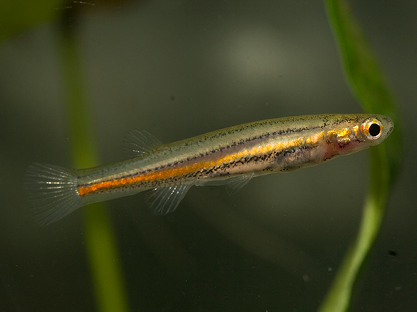 Dwarf galaxias (Galaxiella pusilla) Credit: Rhys Coleman