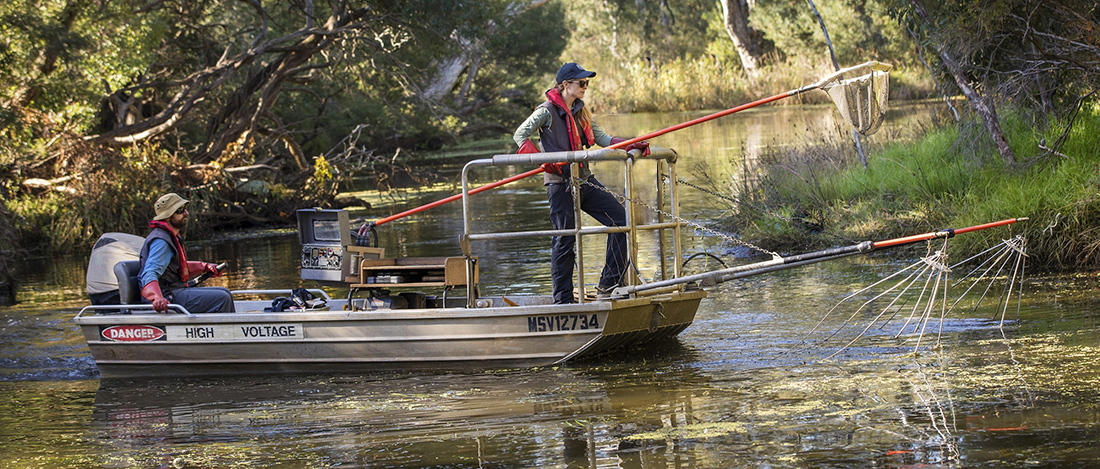 Fish sampling in the Werribee River