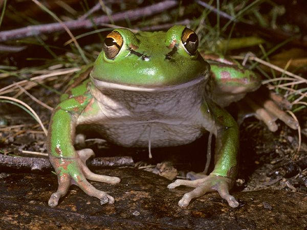 Growling Grass Frog (Litoria raniformis). Credit: Peter Robertson