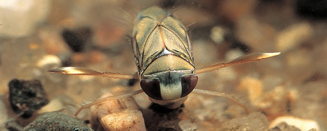 Macroinvertebrates like this waterboatman are the primary source of food for platypus. Credit: Eddie Tsyrlin and John Gooderham