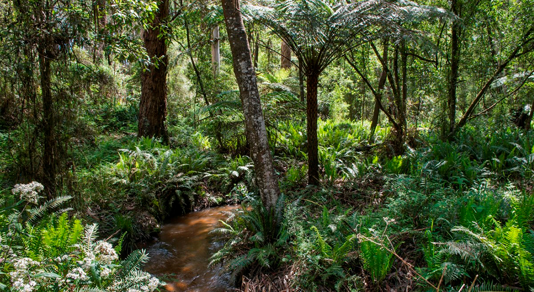 Quality vegetation at Mortimor Reserve, upstream from Gembrook township