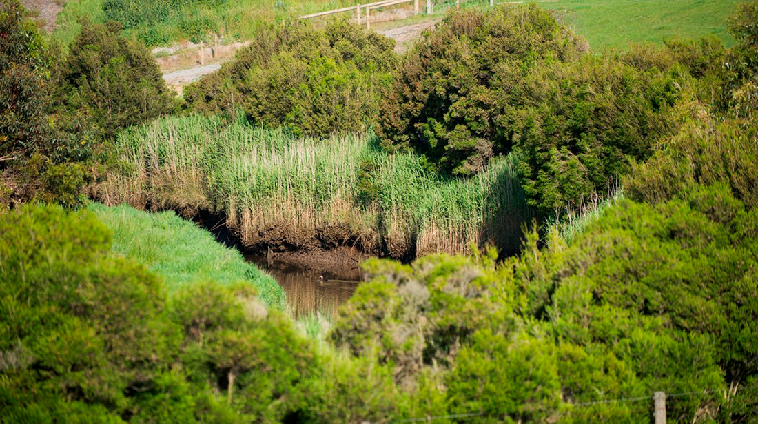 Vegetation buffers from revegetation along the Bass River