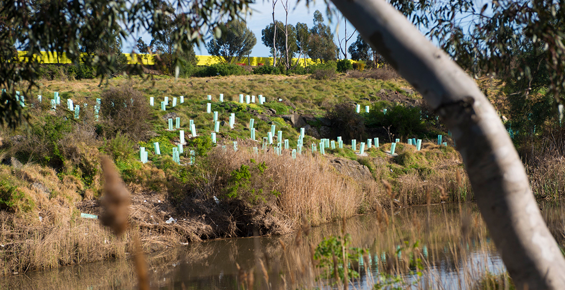 Revegetation along Kororoit Creek