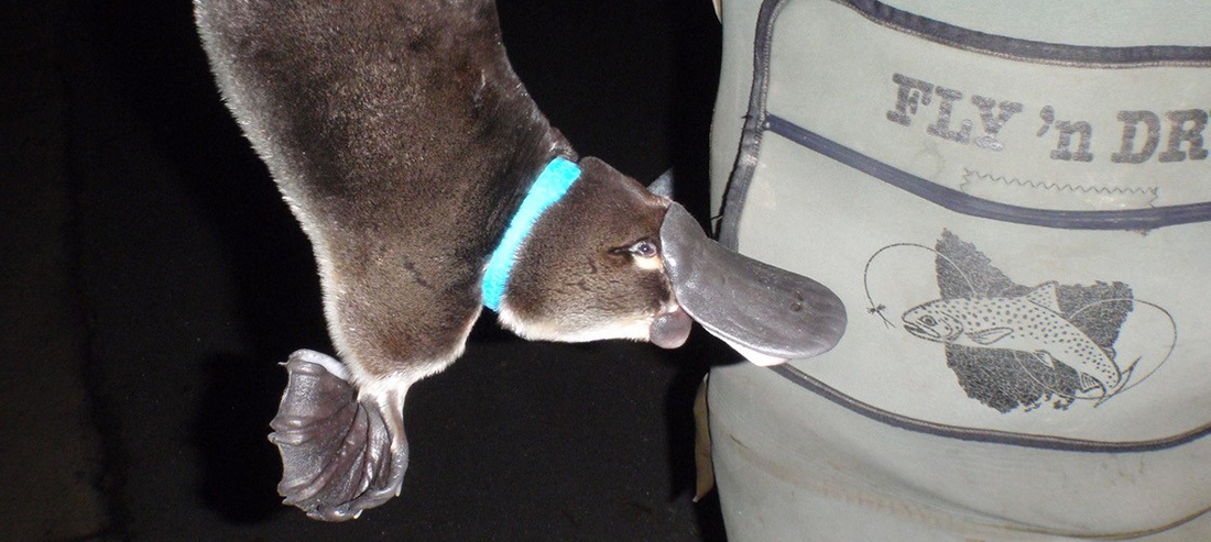 Rubber bands, fishing line and other forms of litter can cause serious injury to platypus