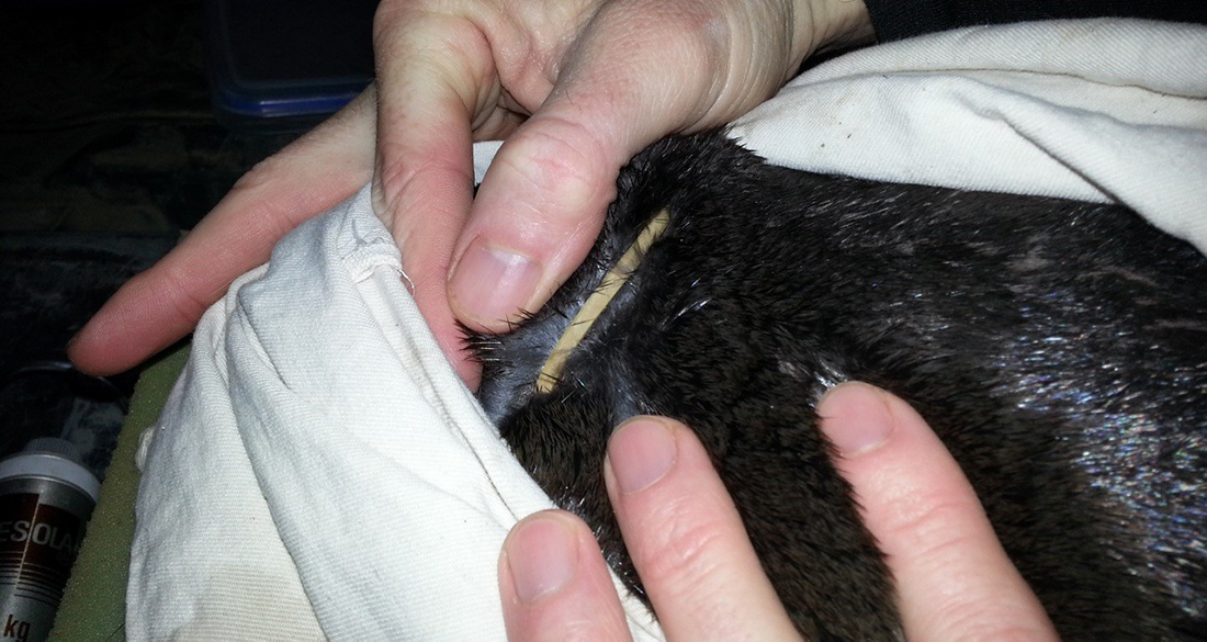Rubber bands, fishing line and other forms of litter can cause serious injury to platypus.