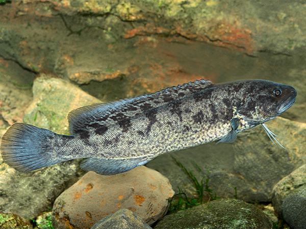 River Blackfish (Gadopsis marmoratus) Credit: Neil Armstrong