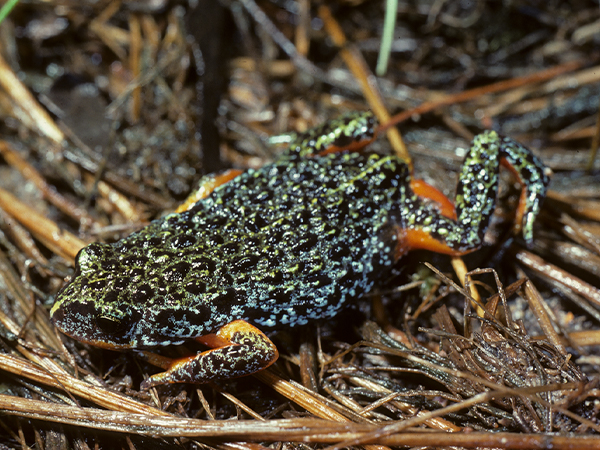 Southern Toadlet (Pseudophryne semimarmorata). Credit: Peter Robertson