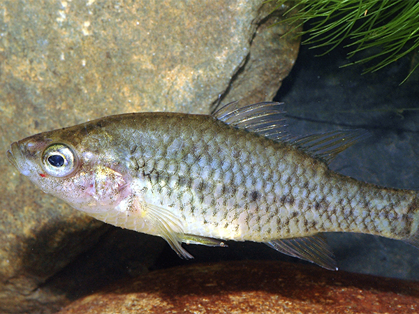 Yarra pygmy perch (Nannoperca obscura) Credit: Tarmo A. Raadik