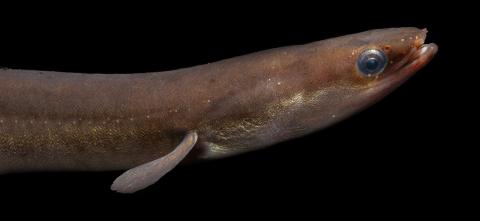 Short-finned eel (Anguilla Australis). Credit: David Paul / Museums Victoria.