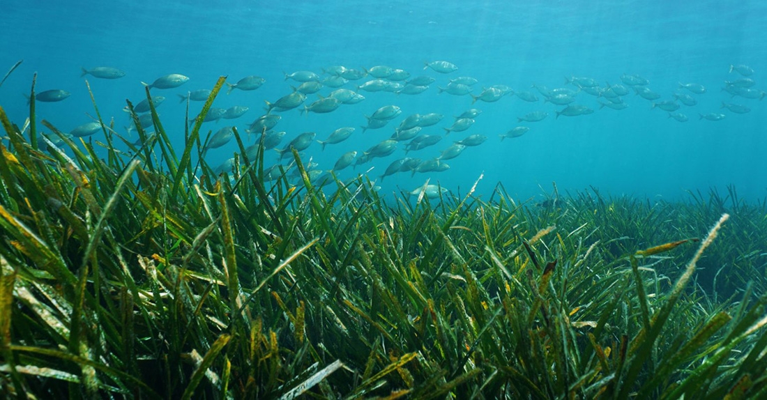 Seagrass and fish