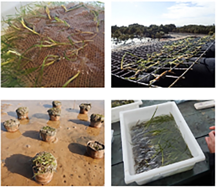 Seagrass seedling transplant methods (clockwise from top left)—Discs, Frames, Nails, Plugs